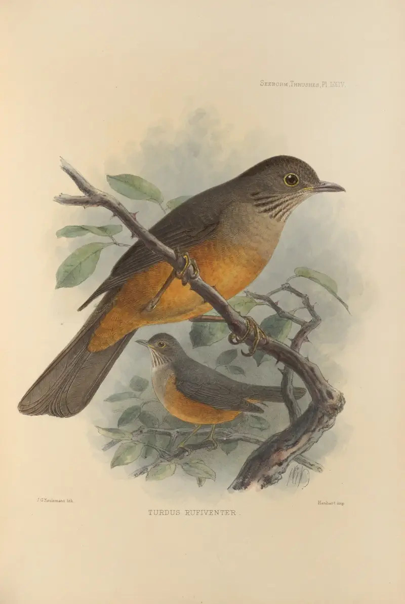 Turdus Rufiventer av Henry Seebohm