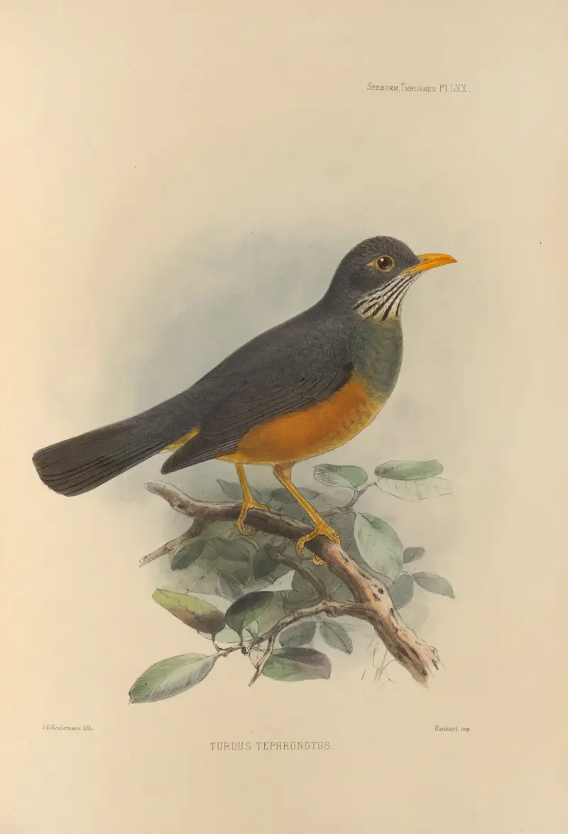 Turdus Tephronotus av Henry Seebohm