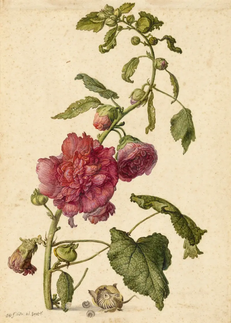 Stockrose von Herman Saftleven