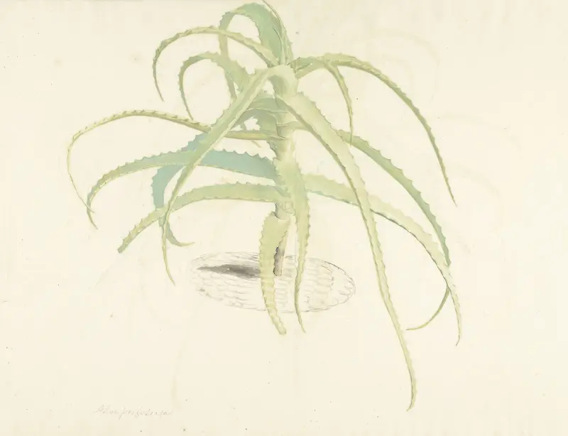 Aloë perfoliata, Herman Saftleven