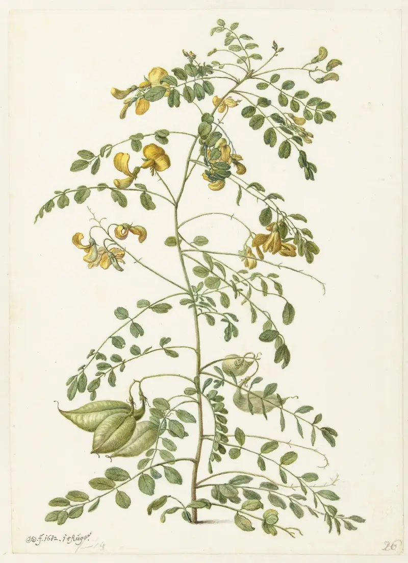 Blasenstrauch (Colutea arborescens) von Herman Saftleven