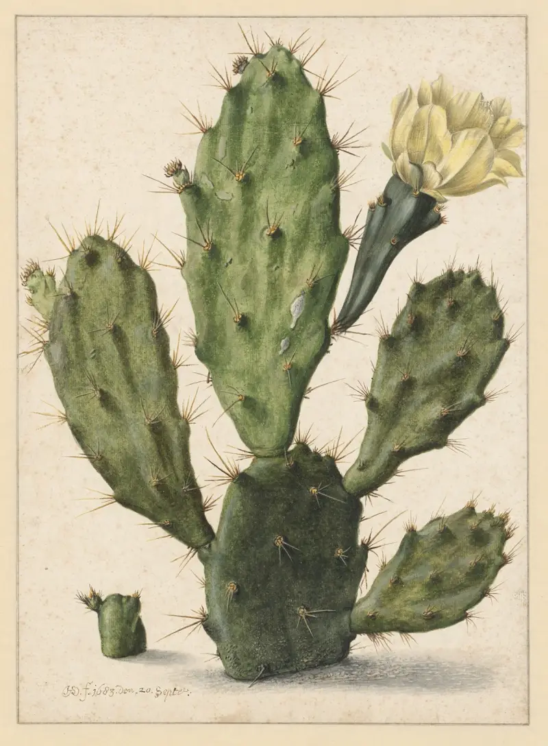 Bloeiende vijgcactus av Herman Saftleven