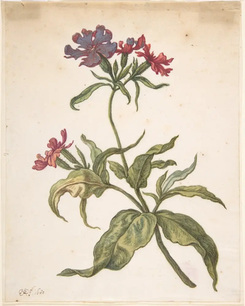 Studie av röd smällglim (Lychnis hirsuta) av Herman Saftleven