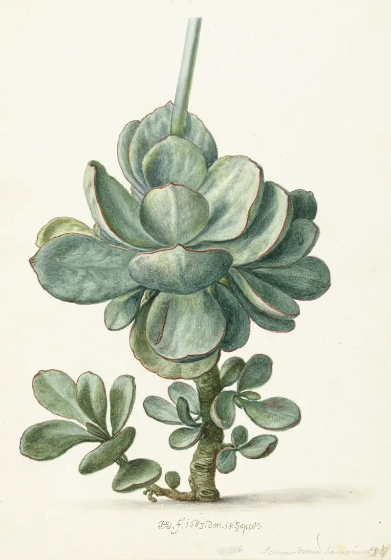 Tučnolist (Cotyledon orbiculata), Herman Saftleven