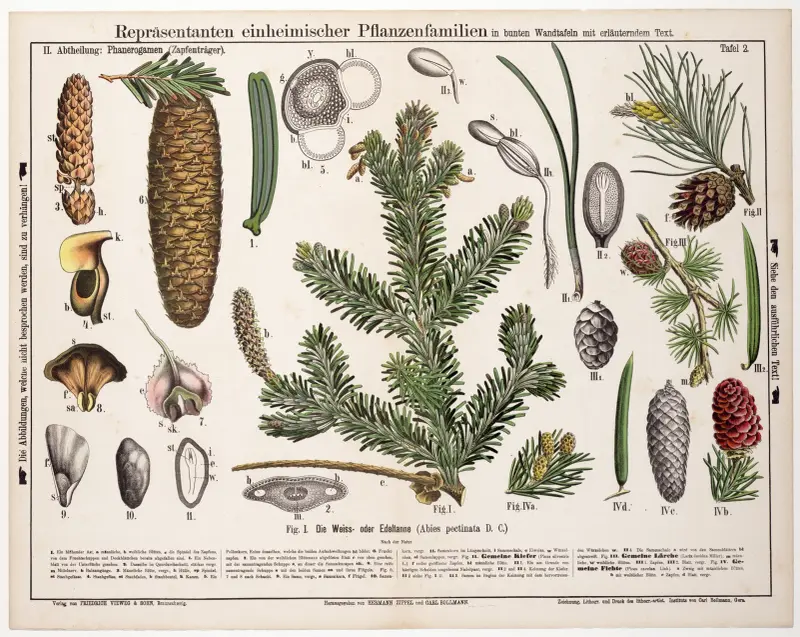 Abies pectinata ; Abies alba ; jodła srebrna, Hermann Zippel