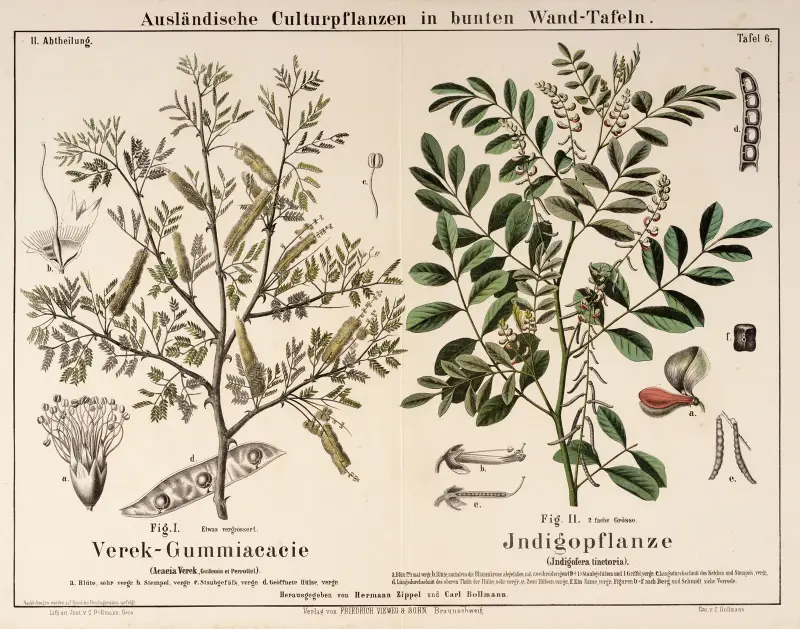 Acacia Verek, Indigofera tinctoria ; akacia, indigo av Hermann Zippel