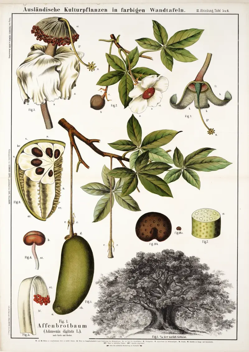 Adansonia digitata ; apebroodboom av Hermann Zippel