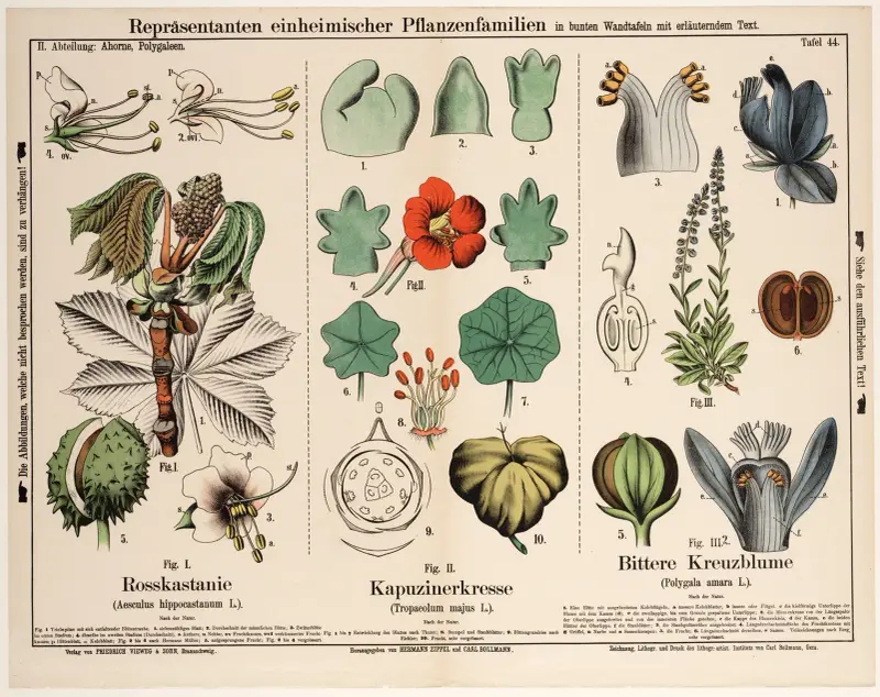 Aesculus hippocastanum, Tropaeolum majus, Polygala amara av Hermann Zippel