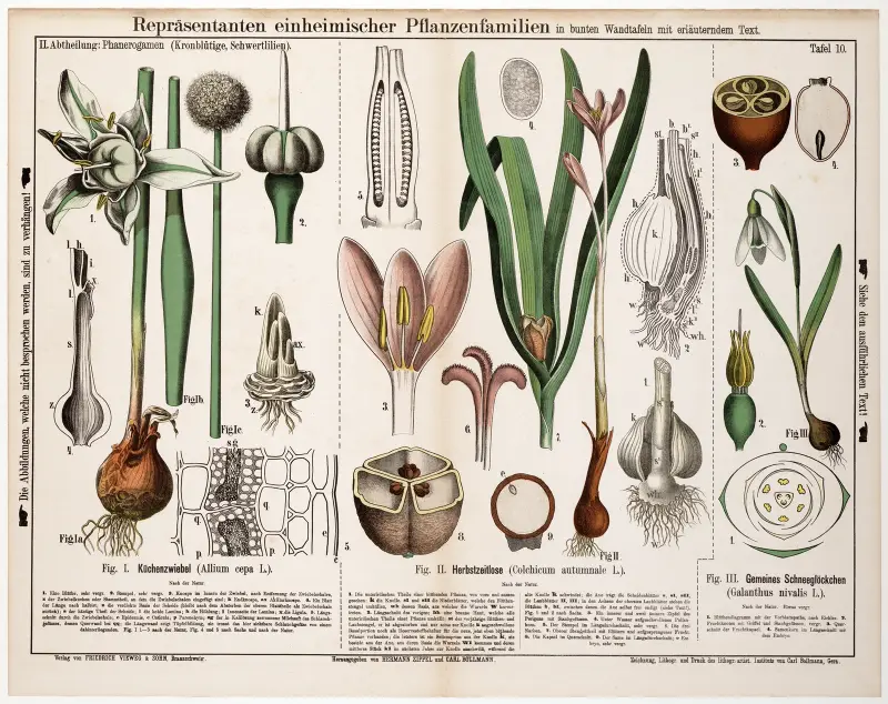 Allium cepa, Colchicum autumnale, Galanthus nivalis av Hermann Zippel