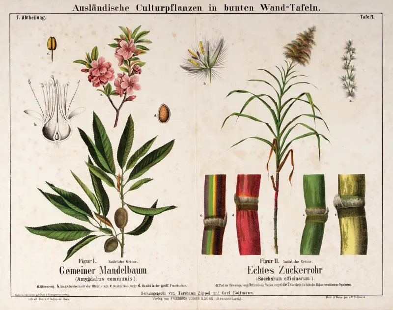 Amygdalus communis, Saccharum officinarum; mandelträd, sockerrör av Hermann Zippel