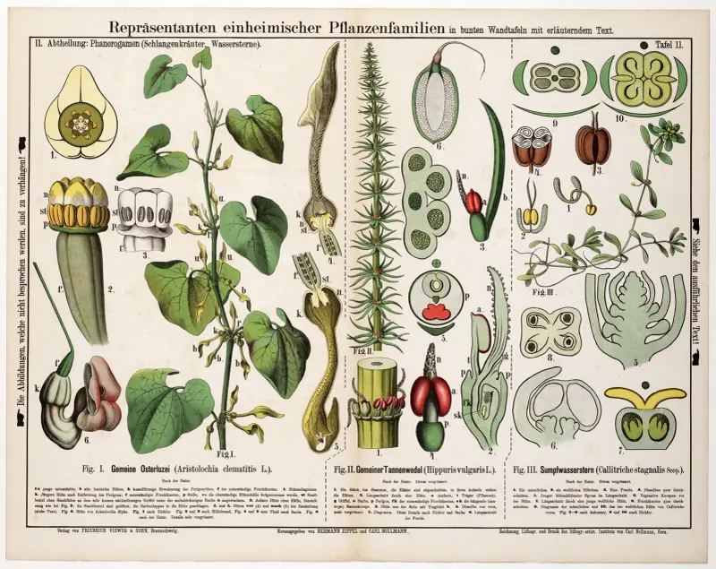 Aristolochia clematitis, Hippuris vulgaris, Callitriche stagnalis von Hermann Zippel