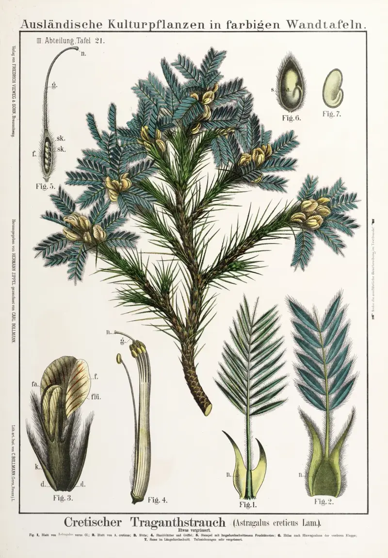 Astragalus creticus ; peul av Hermann Zippel