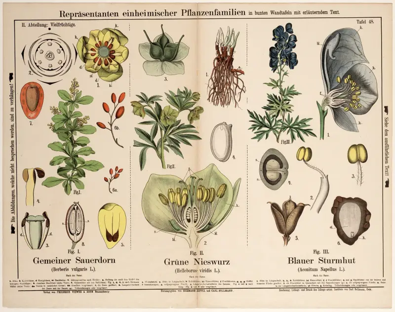Berberis vulgaris, Helleborus viridis, Aconitum napellus; berberys zwyczajny, ciemiernik zielony, tojad mocny, Hermann Zippel