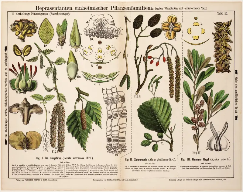 Brzoza brodawkowata, olsza czarna, woskownica europejska, Hermann Zippel