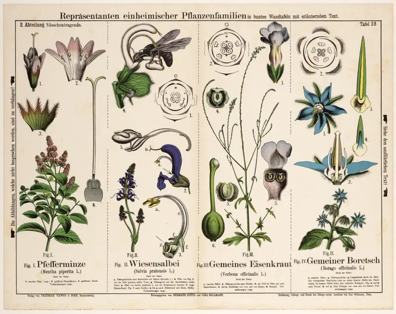 Borago officinalis, Mentha piperita, Salvia pratensis, Verbena officinalis von Hermann Zippel