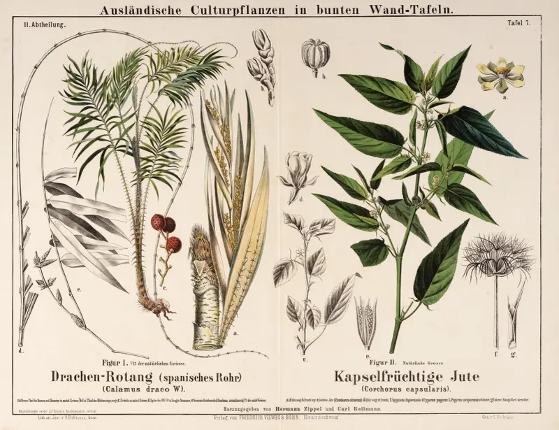 Calamus draco, Corchorus capsularis; drakblodsrot, vit jute av Hermann Zippel