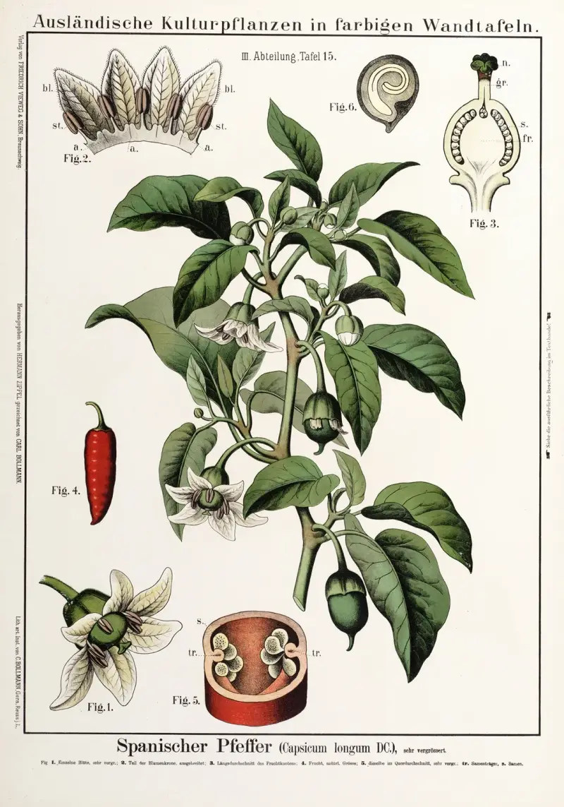 Capsicum longum (cayennepeppar) av Hermann Zippel