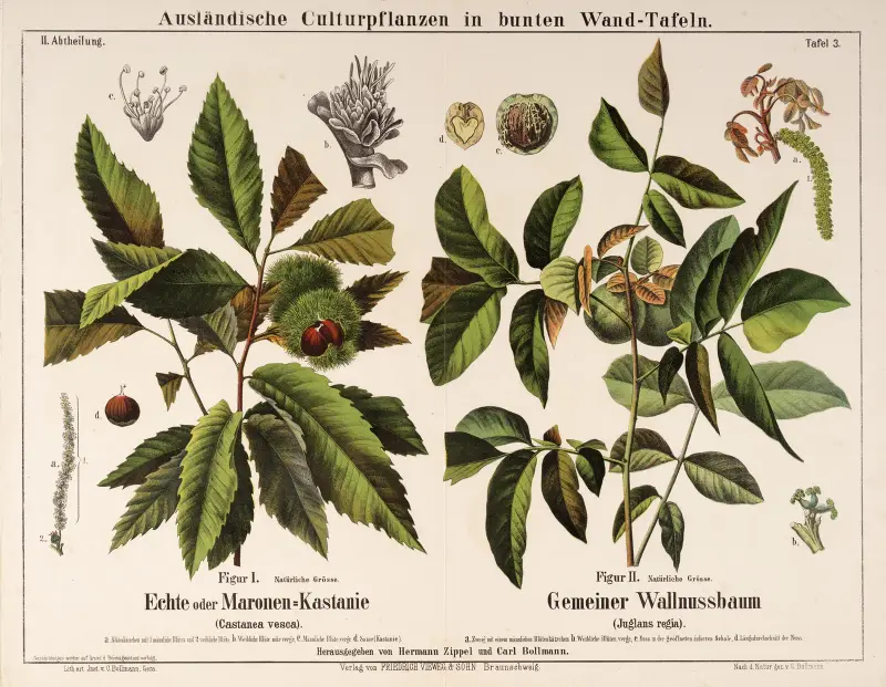 Esskastanie und Walnussbaum von Hermann Zippel