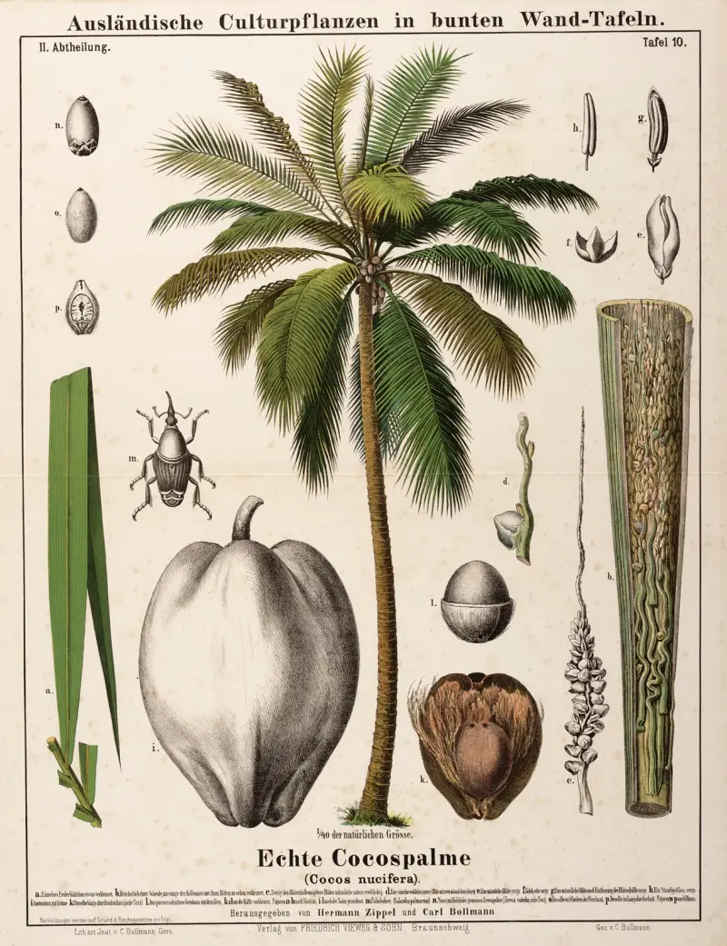 Cocos nucifera ; kokospalm av Hermann Zippel