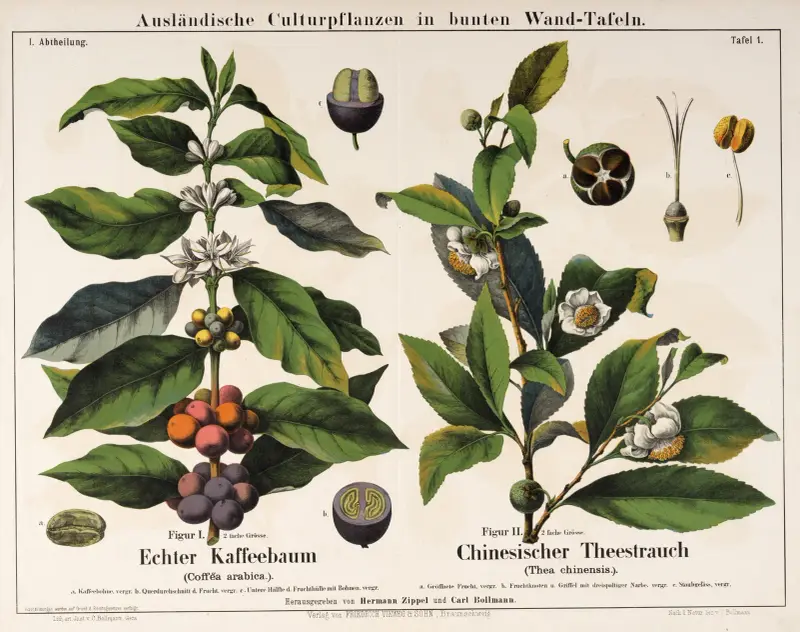 Coffea arabica, Thea chinensis; Arabiskt kaffe, kinesiskt te av Hermann Zippel