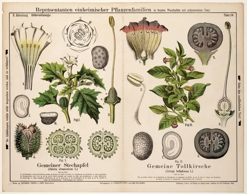 Datura stramonium, Atropa belladonna ; doornappel, wolfskers av Hermann Zippel