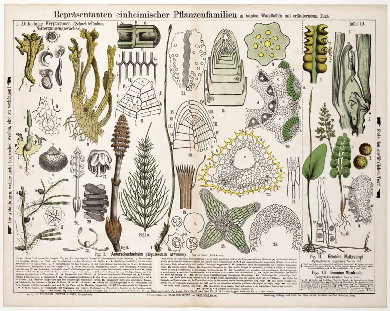 Equisetum arvense, Ophioglossum vulgatum, Botrychium lunaria av Hermann Zippel