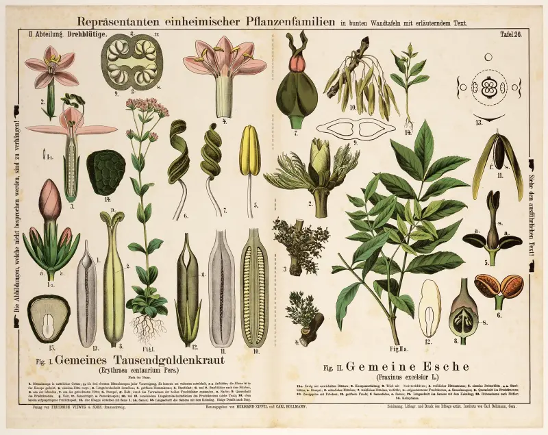 Erythraea centaurium, Fraxinus excelsior ; fraai duizendguldenkruid, gewone es av Hermann Zippel