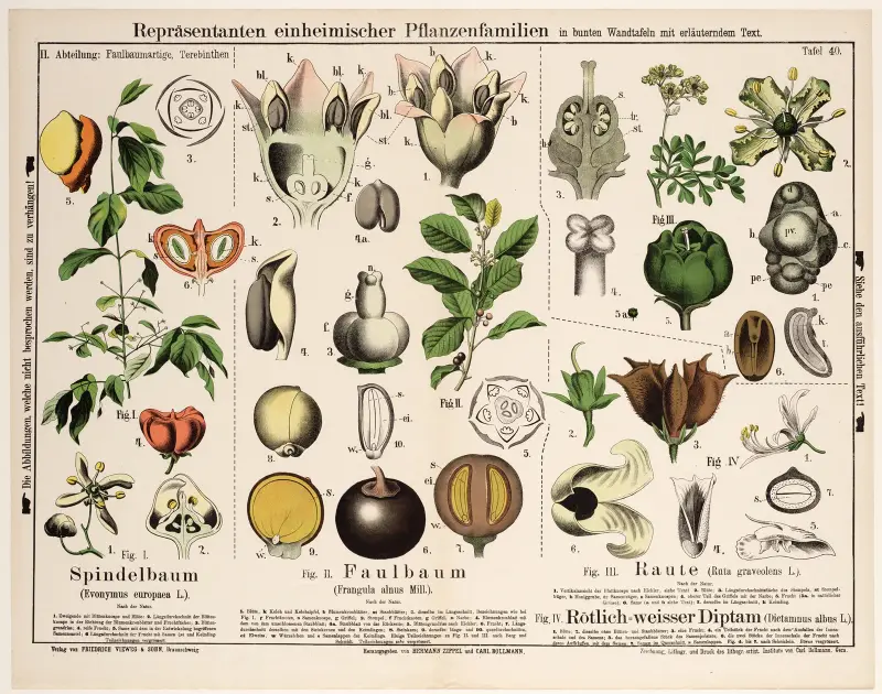 Euonymus europaea, Frangula alnus Mill., Ruta graveolens, Dictamnus albus av Hermann Zippel