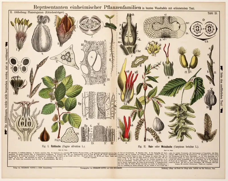 Fagus sylvatica, Carpinus betulus ; gewone beuk, haagbeuk av Hermann Zippel