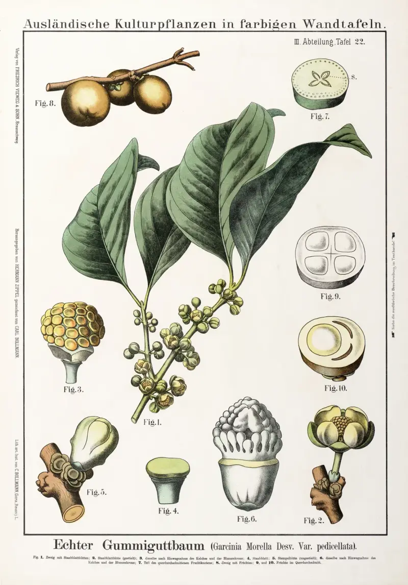 Garcinia morella Desv. Var. pedicellata; Gummiguttbaum von Hermann Zippel