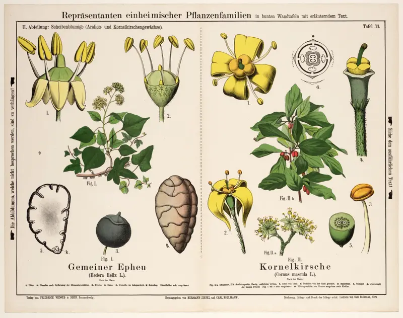 Hedera helix L., Cornus mascula L. ; gewone klimop, gele kornoelje av Hermann Zippel