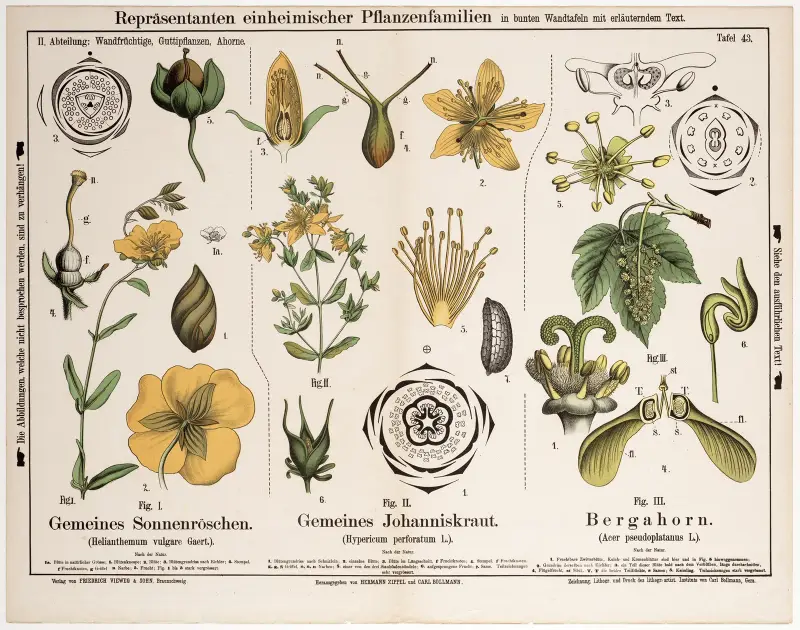 Helianthemum vulgare, Hypericum perforatum, Acer pseudoplatanus av Hermann Zippel