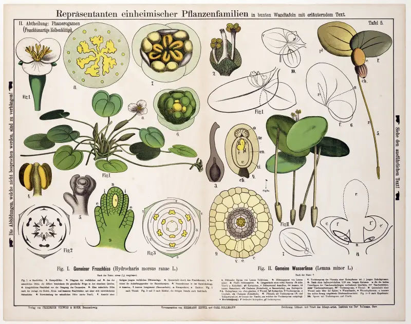 Hydrocharis morsus ranae, Lemna minor ; kikkerbeet, klein eendekroos av Hermann Zippel
