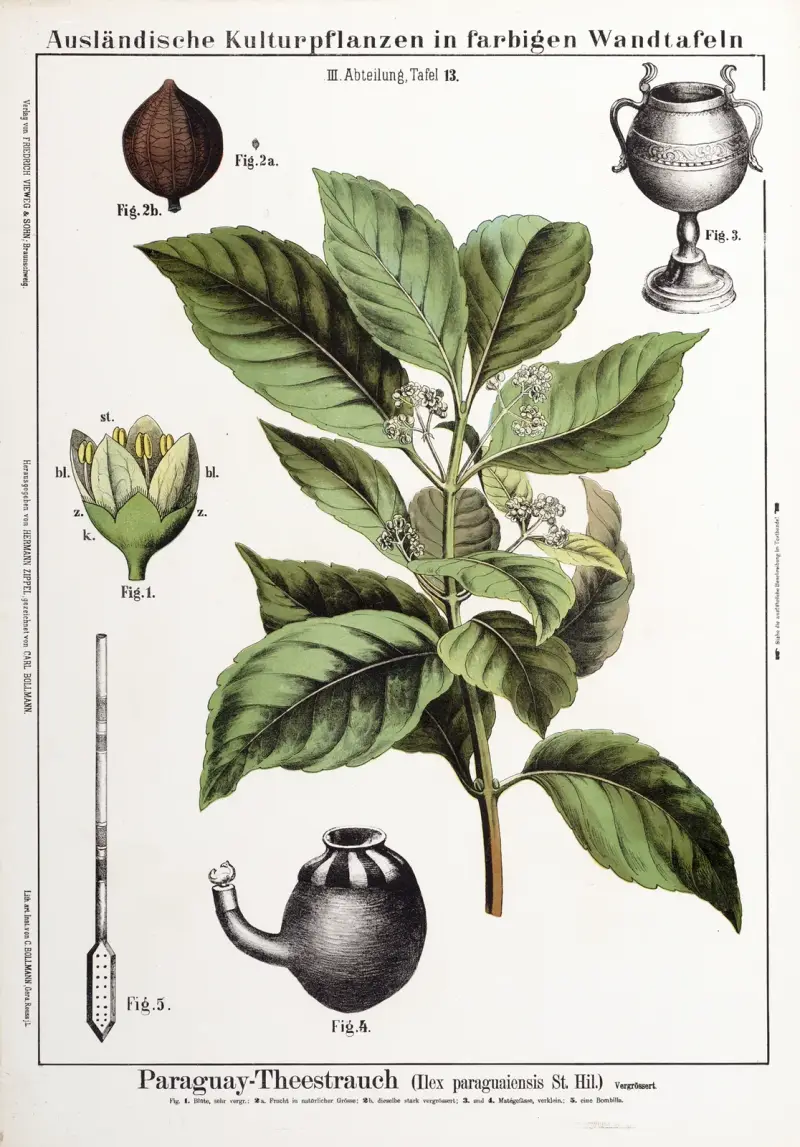 Ilex paraguaiensis (matébuske) av Hermann Zippel