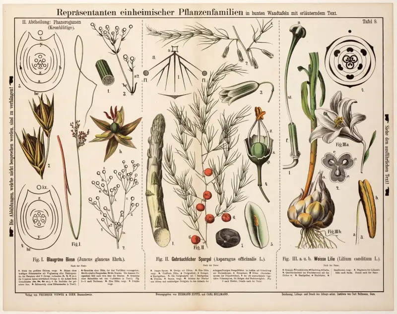 Juncus glaucus, Asparagus officinalis, Lilium canditum ; zeegroene rus, asperge, Turkse lelie av Hermann Zippel