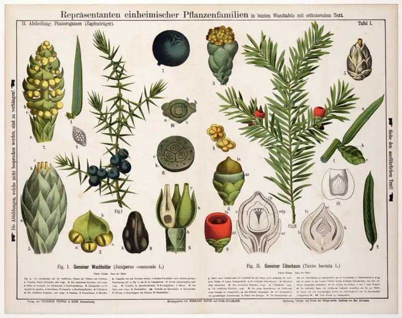 Juniperus communis, Taxus baccata; en, idegran av Hermann Zippel