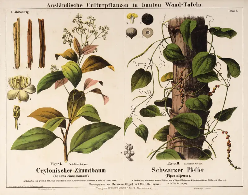 Laurus cinnamomum, Piper nigrum; Zimtbaum, schwarzer Pfeffer von Hermann Zippel