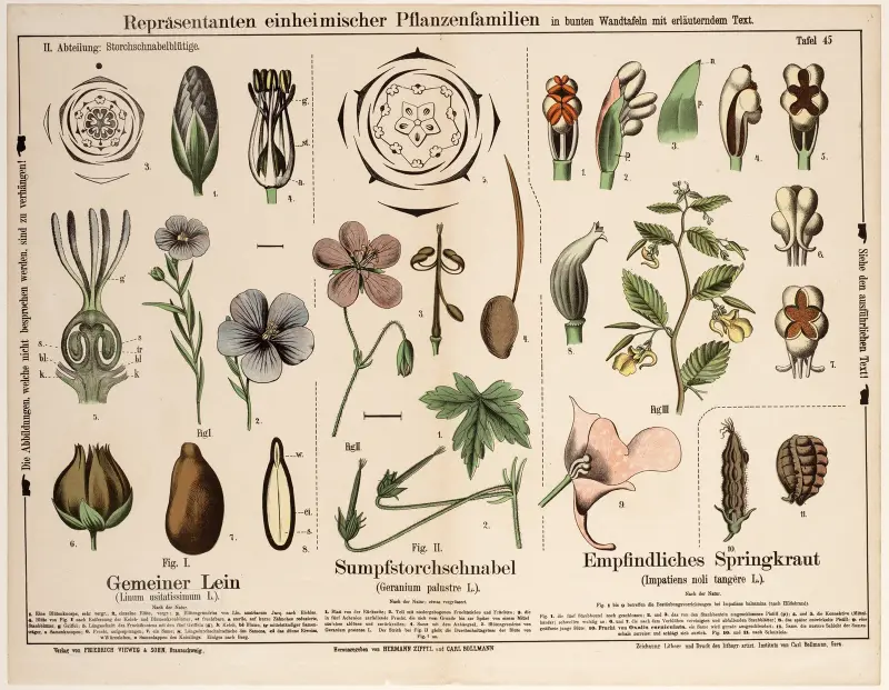 Linum usitatissimum, Geranium palustre, Impatiens noli tangère av Hermann Zippel