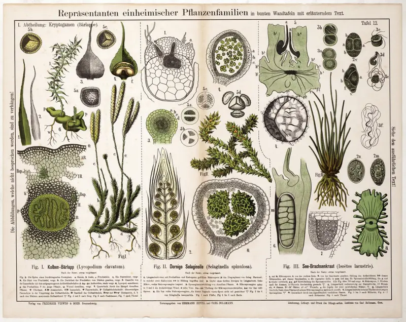 Lycopodium clavatum, Selaginella spinulosa, Isoëtes lacustris av Hermann Zippel