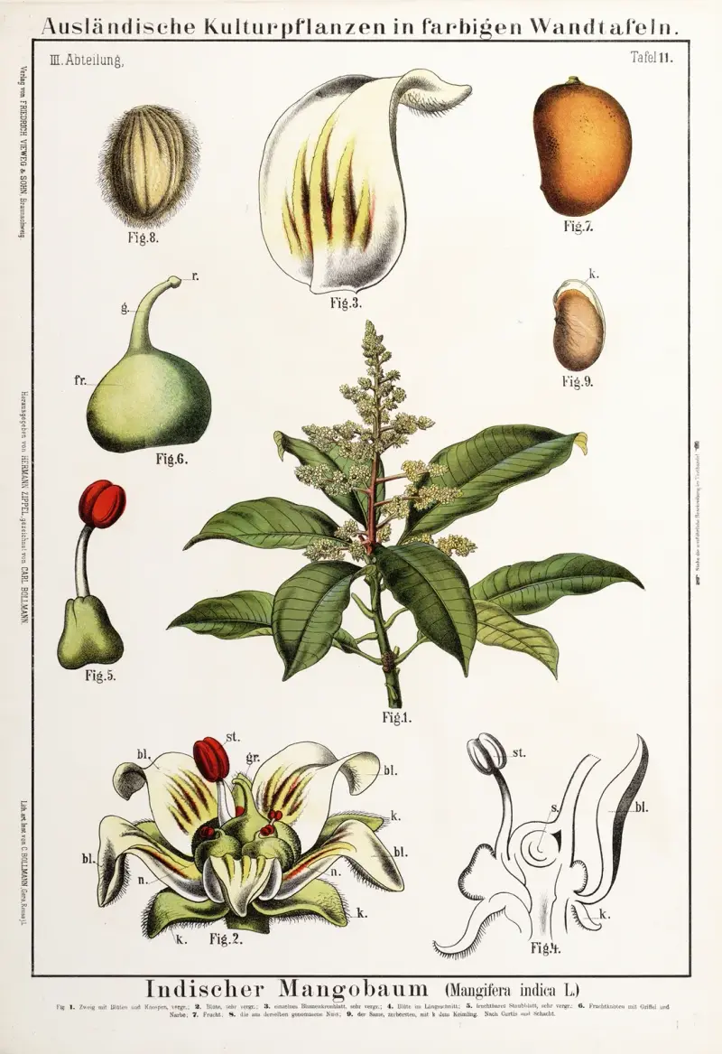 Mangifera indica; mango av Hermann Zippel