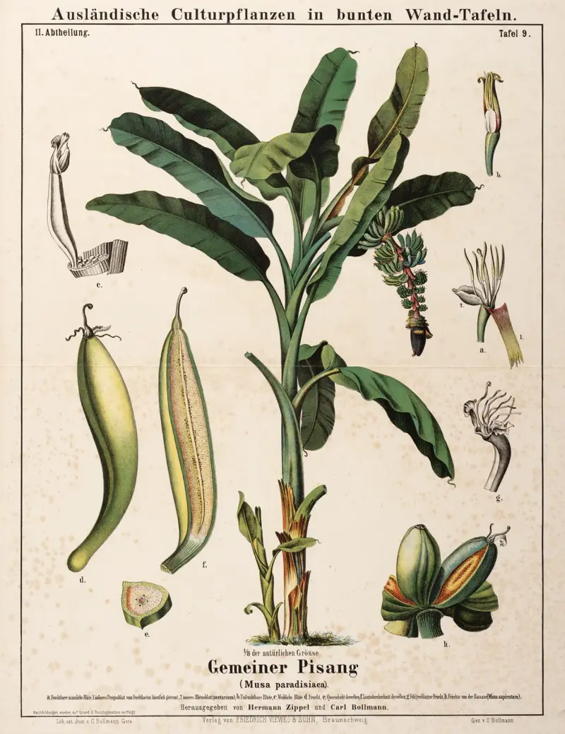 Musa paradisiaca ; dvärgbanan av Hermann Zippel