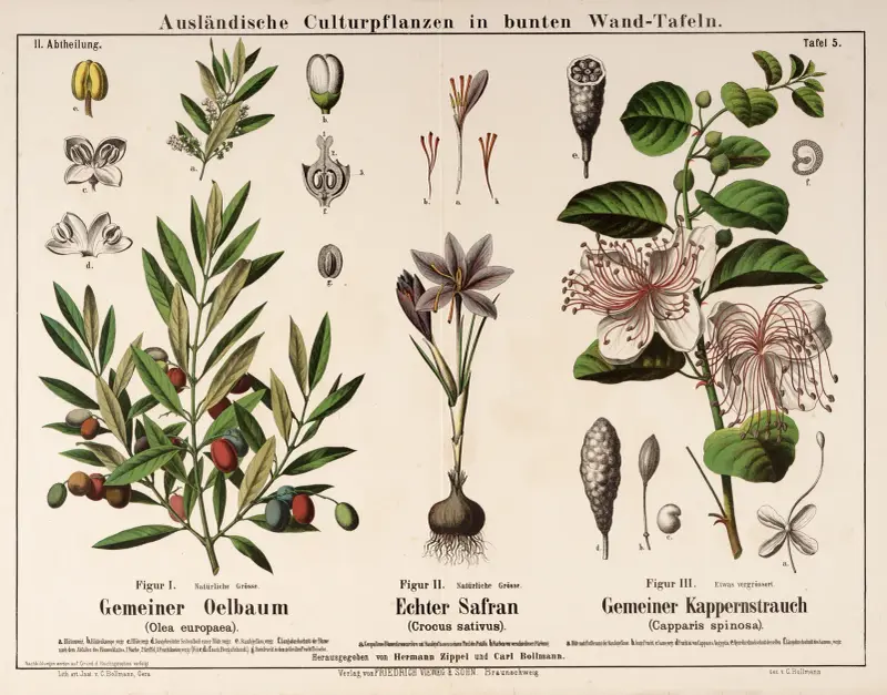 Olea europaea, Crocus sativus, Capparis spinosa; olivträd, saffran, kapersbuske av Hermann Zippel