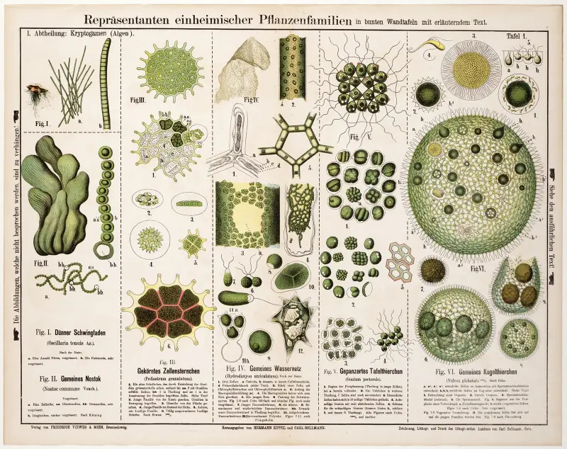 Oscillaria tenuis, Nostoc commune, Pediastrum granulatum, Hydrodiction utriculatum, Gonium pectorale, Volvox globator av Hermann Zippel