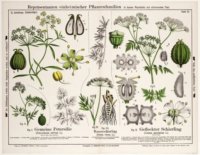 Petroselinum sativum, Cicuta virosa, Conium maculatum av Hermann Zippel