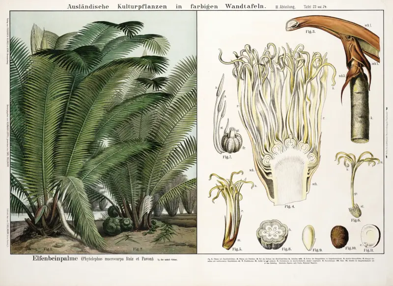 Phytelephas macrocarpa (slonovinová palma), Hermann Zippel