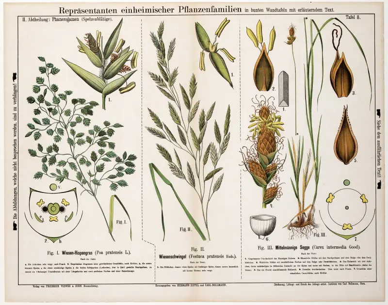 Poa pratensis, Festuca pratensis, Carex intermedia; Ängsgröe, ängssvingel, tvåradig starr av Hermann Zippel
