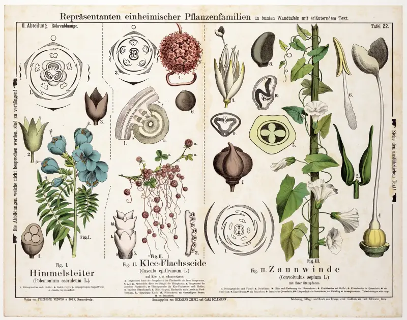 Polemonium caeruleum, Cuscuta epithymum, Convolvulus sepium ; Jakobsladder, klein warkruid, haagwinde av Hermann Zippel
