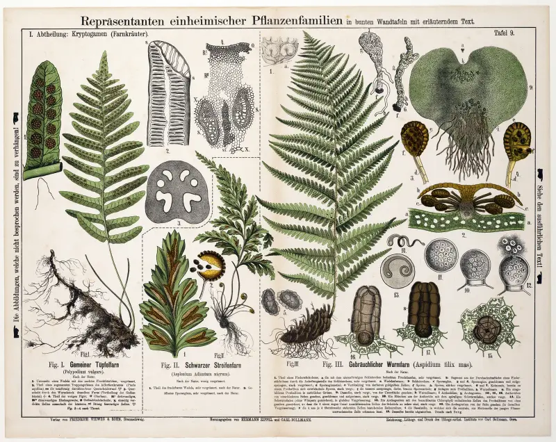 Polypodium vulgare, Asplenium adiantum nigrum, Aspidium filix mas av Hermann Zippel