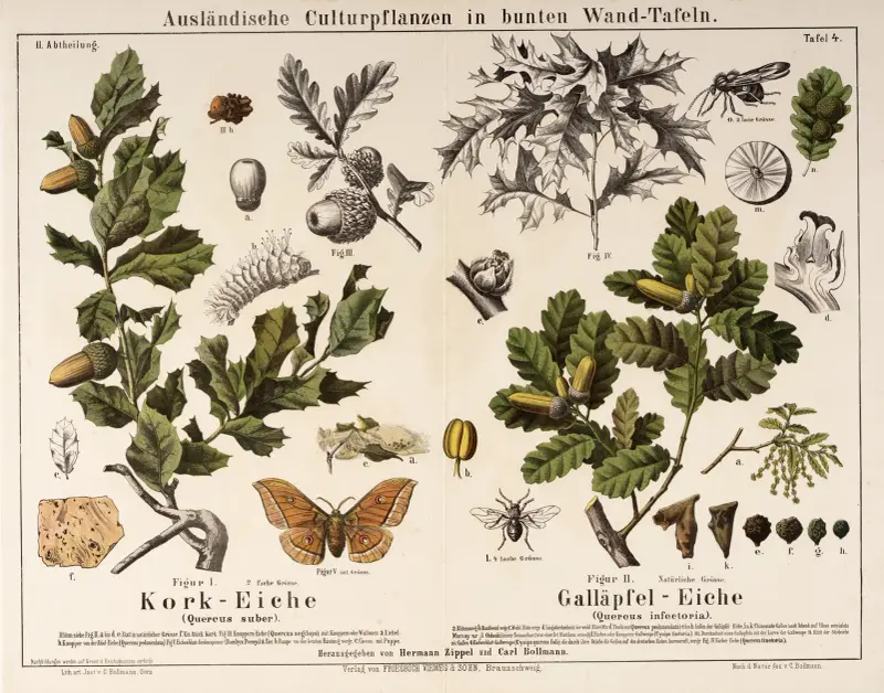 Quercus suber, Quercus infectoria ; kurkeik, Portugese eik av Hermann Zippel