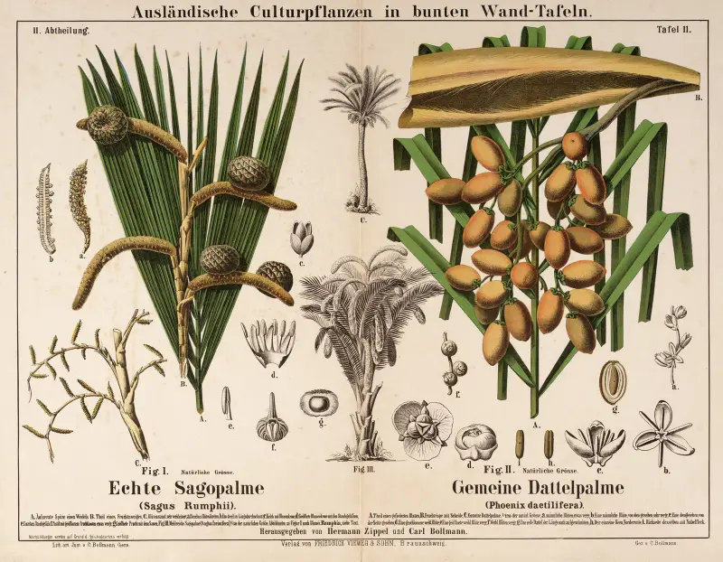 Sagus Rumphii, Phoenix dactilifera ; sagopalm, dadelpalm av Hermann Zippel